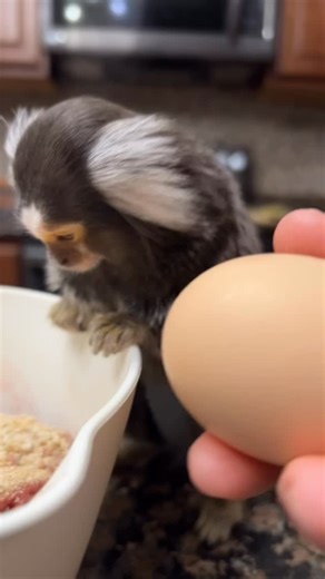 Tiki & That Kiteboard Couple on Instagram: "I helped mom make meatballs last night, just call me chef Tiki 👨‍🍳 just call our show #dinnerandamonkey #tiki #chef #cook #cooking #meatballs #dinner #recipe #recipes #food #foodie #kitchen #dinnerideas #dinnerparty #pastaandmeatballs"