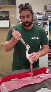 444K views · 10K reactions | Bird keeper Nate takes us behind the scenes to see how the Flamingo chicks are cared for! 囹 Meet the chicks at a Flamingo chick walk behind the scenes tours now through September 25. During the chicks' outdoor time, guests will visit the behind the scenes Flamingo area to sit in on a flamingo chick exercise session and enjoy a keeper talk. Visit https://www.toledozoo.org/tours | The Toledo Zoo | Facebook