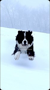 One of my favorite videos of Sugar👌🏼 #bernesemountaindog #bernese #bmd #dog #snow | Sunny Chestnut Farm