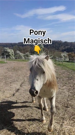 Pony Magisch 🌿🐴 #pferde #pony