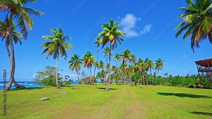 Hawaiian sea beach with colorful palm trees on a sunny day. Palm trees on an amazing coastline with green grass and blue sky. The best summer beach vacation. Vacation on a palm island trip. Stock Video