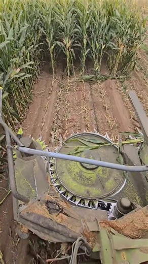 The Claas Jaguar 860 combine harvester mows very close to the ground