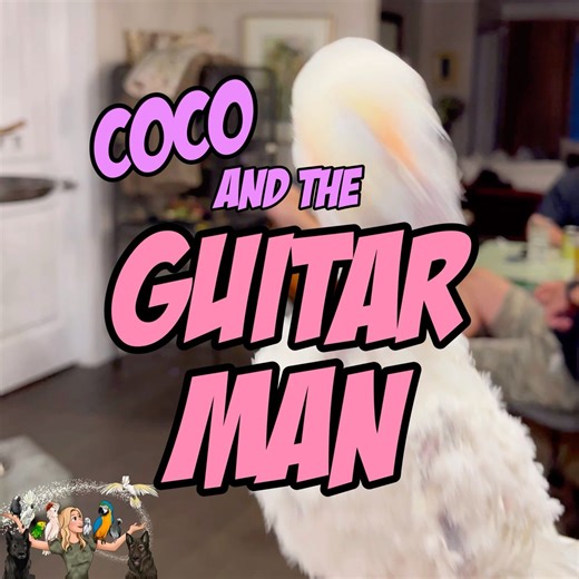 Rescue Cockatoo Dances To Guitar Man 🎸 Coco loves it when people play guitar. She thinks they are playing for her! SHE is the star. Notice her cute little wing flips for emphasis ❤️. We love this bird. | Lucky Lou and Coco Too