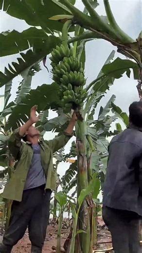 banana harvesting process 🍌 | satisfying farm work in action