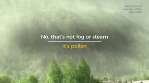 Astonishing footage captures huge pollen 'storm' in France