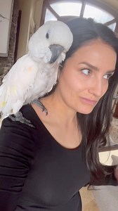 67K views · 1.3K reactions | Calling all my bird experts! Is a cockatoo a parrot or not? #cockatoo #parrot #question #help #funnyvideos #identity #learning | The Parrot Lady | Facebook