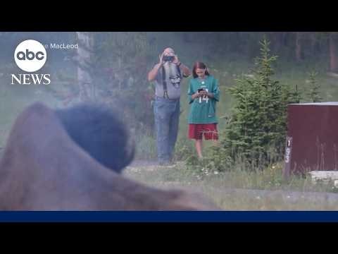 Grandfather recounts terrifying bison attack at Yellowstone National Park