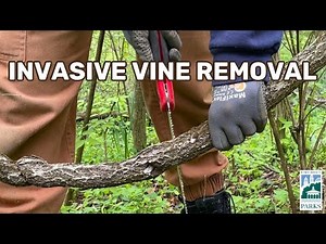 How To: Invasive Vine Removal | Cincy Parks