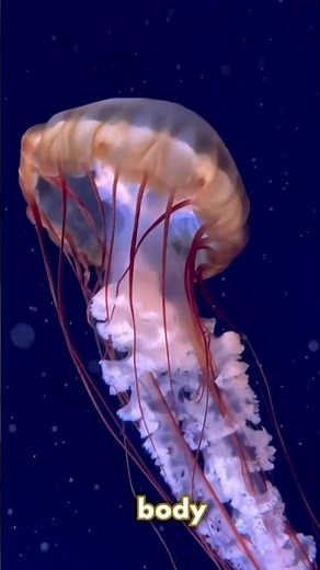 “The Jellyfish That Can Live Forever! | Immortal Jellyfish Explained”