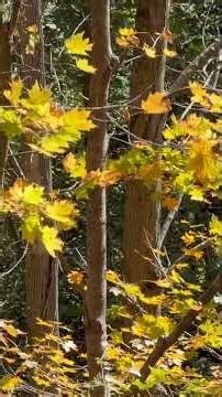 Videoing with the new IPhone 17 Pro Max on the South Ridge #iphonexsmax #iphonepro #nature