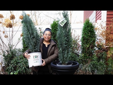 Planting Evergreens In Containers // Pinpoint Blue False Cypress // Garden Obsessions