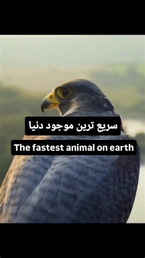 ‎حیات‌وحش | Wildlife‎ on Instagram‎: "⚡️سریع‌ترین حیوان جهان؛ در شیرجه تا ۳۹۰ کیلومتر بر ساعت 🌍 در تمام قاره‌ها به‌جز جنوبگان زندگی می‌کند 🎯 شکارچی هوایی دقیق؛ شکار را در هوا و زمین می‌زند 🏙️ حتی در شهرها هم زندگی می‌کند (روی آسمان‌خراش‌ها!) 🥩 غذای اصلی: پرندگان کوچک در حال پرواز ⚡ The fastest animal on Earth; reaches up to 390 km/h in a dive 🌍 Lives on every continent except Antarctica 🎯 A precise aerial hunter; strikes prey in the air and on the ground 🏙️ Even lives in cities, nesting o