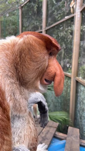 Proboscis Monkey: Amazing Moments in Nature