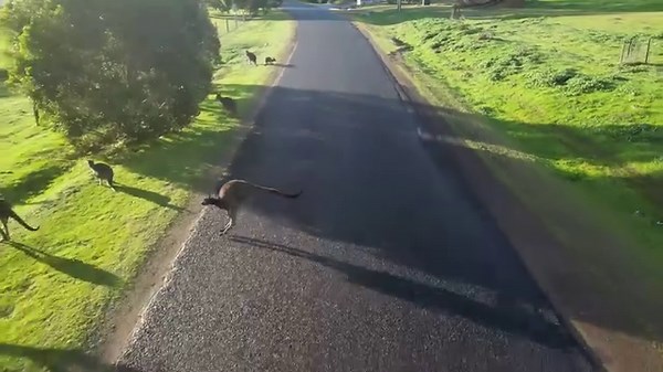 With Aussies setting off on road trips over the break, people need to be aware of collisions with kangaroos. So what can you do ? Slow down at dawn and dusk when wildlife is most active, and If you come across a kangaroo, brake safely to avoid a collision – don’t swerve. If you find an injured animal, check the pouch for babies and call RSPCA's hotline on 1300 ANIMAL. The local police can also help. You can even put together a Wildlife Rescue Kit: https://qbe.co/3T6QYDC To make a QBE Car Insuran