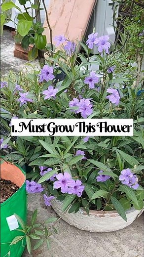 Mexican Petunia: UNKILLABLE Plant for GORGEOUS Purple Blooms! (2026 Guide)