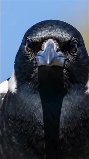 The Angry Birds of Australia Magpies