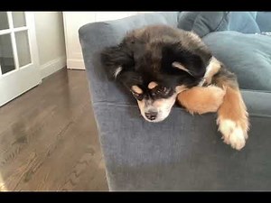 yara bark fart