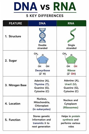 🔥 DNA vs RNA | 5 Key Differences Explained | Class 11 Biology