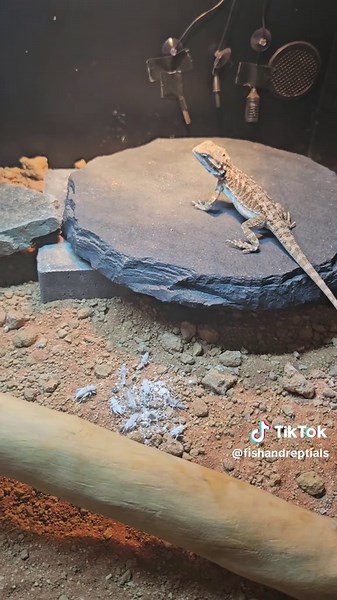 Live Feeding a Toothless Bearded Dragon: Nature's Wonder