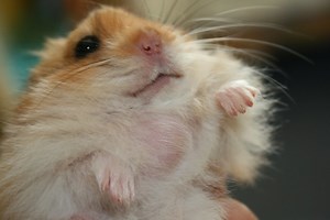 My Hamster Has a Lump: Signs of an Abscess