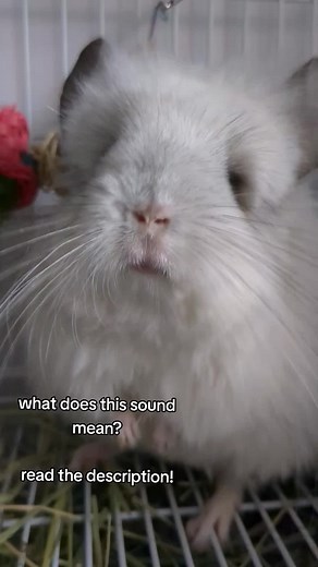 So what's that sound? That is a Chinchilla's BARK! People usually think chinchillas are quiet but they can be quite loud! Bo was afraid of me. She was in a new place, a new cage, and wasn't sure if I would eat her so something. So she stood tall, held her ground, and barked! Those barks come in bursts of 3 usually, and can sometimes also be a warning call to alert nearby chins of danger. So if you play this audio in the same room as your chin don't be alarmed if they suddenly bark back or start