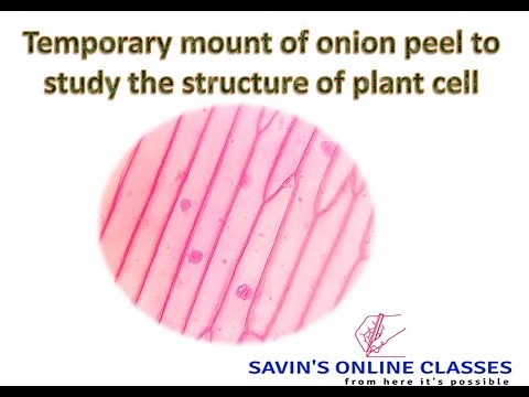 Temporary mount of onion peel to study the structure of plant cell