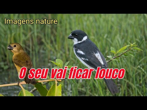 Fêmea de pintada ou coleiro do norte brejal chamando para esquentar / patativa