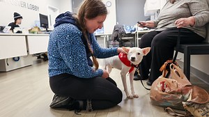 'It was like a dream come true': Woman recognizes dog rescued from Dominica by PAWS, officially adopts him