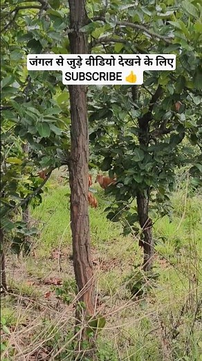 Is This the Most Dangerous Jungle in India? #shorts #discovery #wildlife