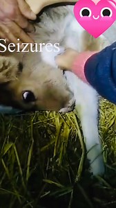 Learn Vitamin A Deficiency by birth… #AnimalWelfare #veteducation | Dr. Shanker VetVirtual Classes