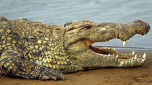 Tip: Pre-Workout Crocodile Breathing