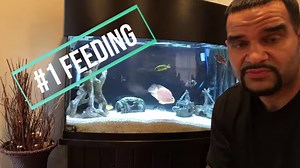 Crystal Clear Aquarium water is not hard to achieve. Everyone wants their fish to be happy and healthy, but as aquarists we also want that beautiful looking fish tank. With some crystal clear aquarium water tips on decor, to background, to substrate we can achieve clear aquarium water. One of the biggest impacts on a tanks beauty is knowing how to get Crystal Clear Aquarium Water. In this video we discuss 3 easy, affordable ways on how to get clear aquarium water. And a super cool bonus tip. Pro