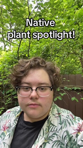 Would you plant Penstemon digitalis? #plants #native #nativeplants #fyp #environment