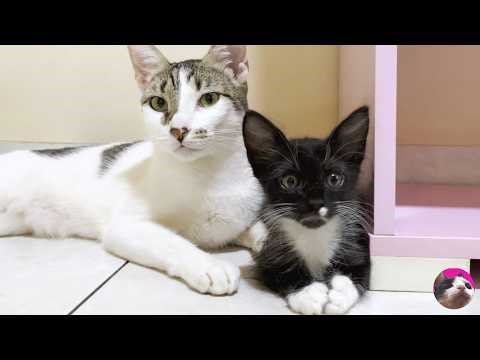 A Rescued Kitten Who Didn’t Know Love… Nene Finally Starts to Trust
