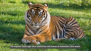 10 Facts About the Extinction of the Javan Tiger