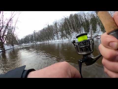 Giant drag screaming spring steelhead