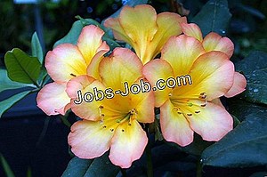 So Verwenden Sie Einen Schraubenextraktor | Stellenbeschreibung - 2026