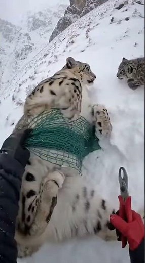 🐆 Rescuing Trapped Mother Snow Leopard While Cub Defends - INTENSE!