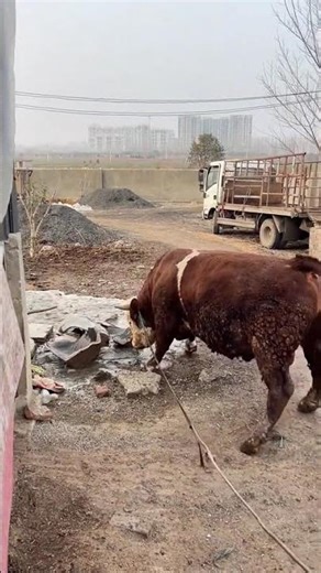 Big Bull vs Slippery Ground 😳🐂 | Farm Life Reality