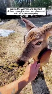 420K views · 5K reactions | This family found a lost deer on the middle of the road ❤️❤️❤️ #shorts #PetLovers #PetsofInstagram #PetVideos #DogsofInstagram #CatsofInstagram #PetDaily #InstaPets #PetsOfTheDay #PetLife #PetLove #FunnyPets #shorts | Correcaminos Always | Facebook