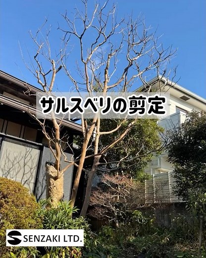 【サルスベリの剪定】 #仙坐木 #植木屋 #剪定 #サルスベリ