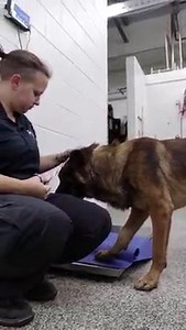283K views · 5.5K reactions | Rescued Earlier Today! Our field services agent, Tiffany, rescued a dog from I-75 this morning. The dog was scared but ready to be rescued. Look at the relief on his face when he arrived at our facility and knew he was safe. | Michigan Humane | Facebook