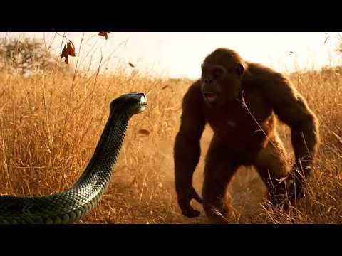 Wilderness Python Defends Its Eggs Epic Showdown in the Prehistoric Savanna