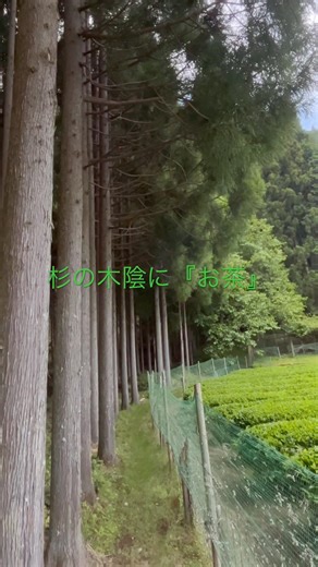 我が家の『お茶』は、木陰で栽培しています