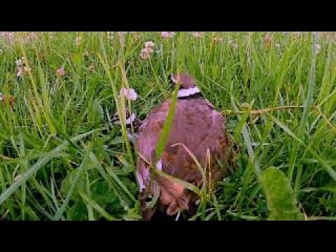 Killdeer parents share the job of keeping their newborns warm