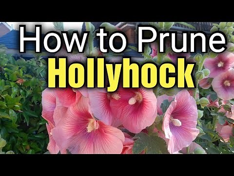 How to Prune Hollyhocks | Hollyhock Care