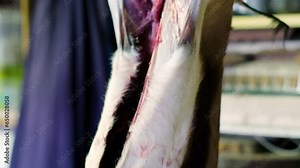 Butcher cuts off skin from meat of hanging springbuck carcass, closeup view