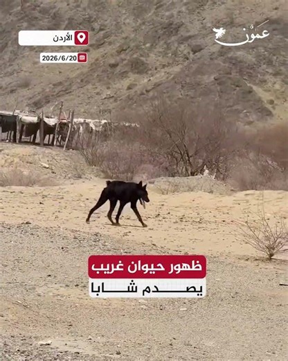 Strange animal appearance shocks a young man #Ammon #Jordan