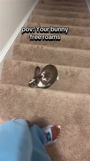 Free Roaming Bunnies: Mini Rex and Mini Lop