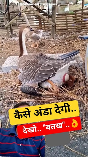 Duck is Laying Egg 🦆🥚| Amazing Duck Egg Laying Moment | बतख का अंडा | #duck #egg #duckfarm #bird